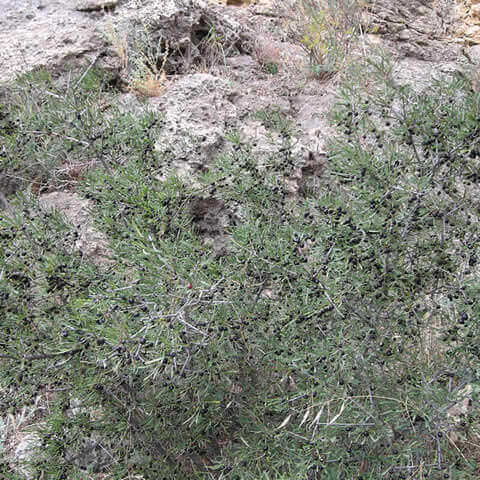 RHAMNUS LYCIOIDES