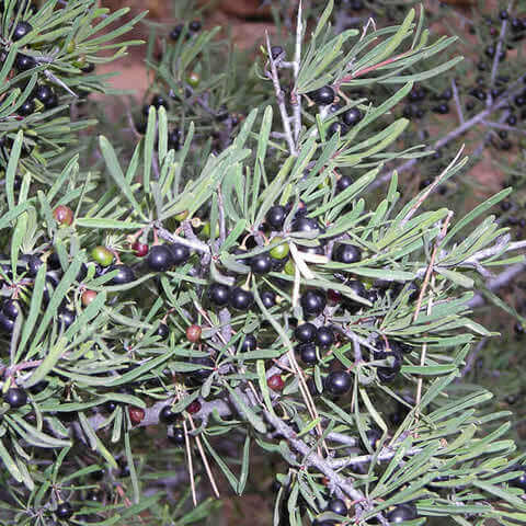 RHAMNUS LYCIOIDES