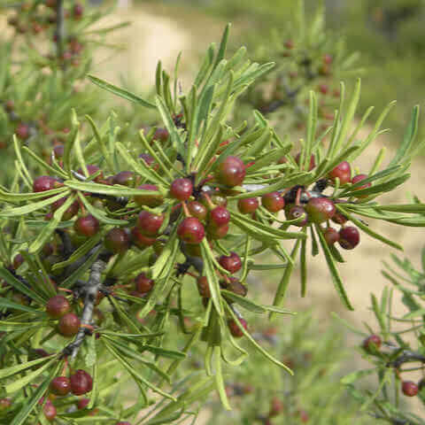 RHAMNUS LYCIOIDES