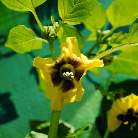 PHYSALIS IXOCARPA - Tomatillo, Green Husk Tomato