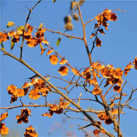 PALIURUS SPINA-CHRISTI (P. aculeatus; Ziziphus s.c.)