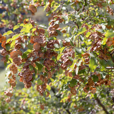 PALIURUS SPINA-CHRISTI (P. aculeatus; Ziziphus s.c.)