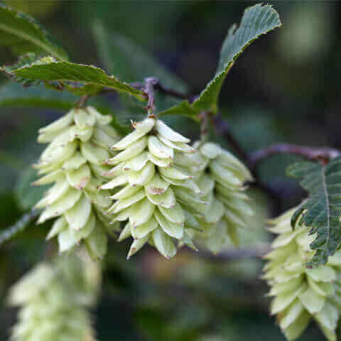 OSTRYA CARPINIFOLIA