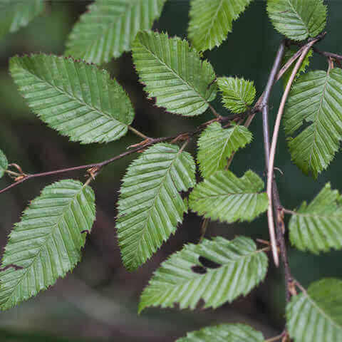 OSTRYA CARPINIFOLIA