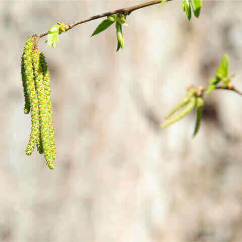 OSTRYA CARPINIFOLIA