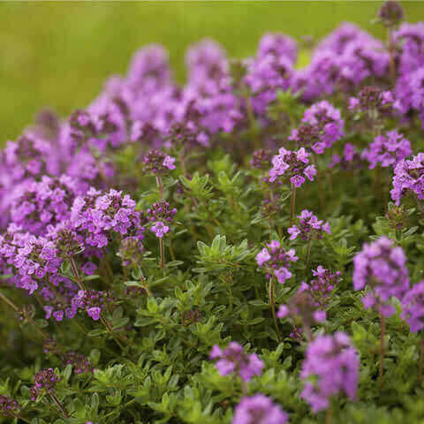 THYMUS VULGARIS - Tomillo de invierno