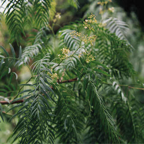 SCHINUS MOLLE - False Pepper Tree