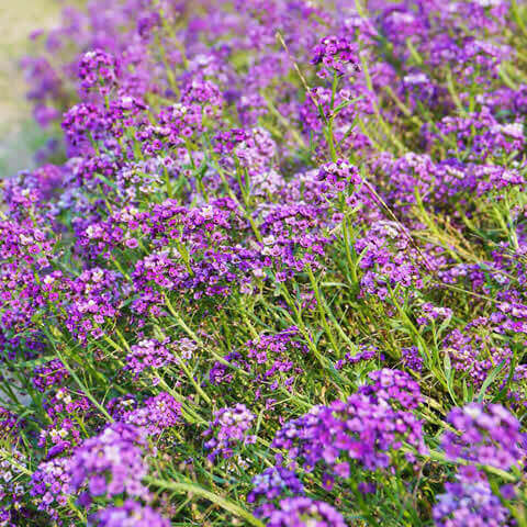 LOBULARIA MARITIMA Rosie ODay - Aliso de mar