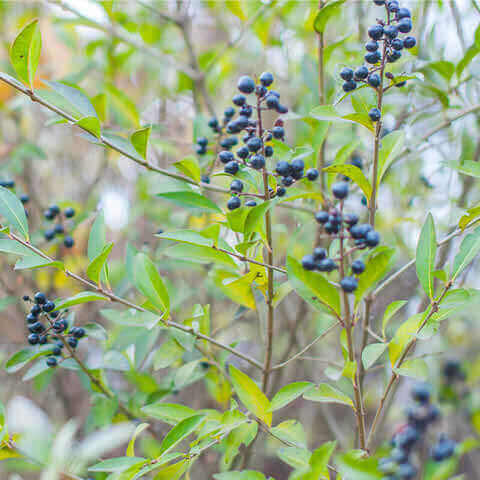RHAMNUS FRANGULA