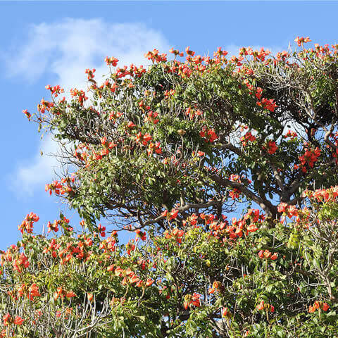 SPATHODEA CAMPANULATA - Tulipanero africano