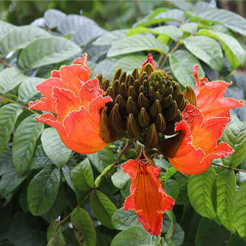 SPATHODEA CAMPANULATA