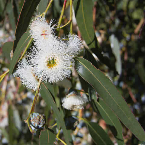 EUCALYPTUS GLOBULUS COMPACTA