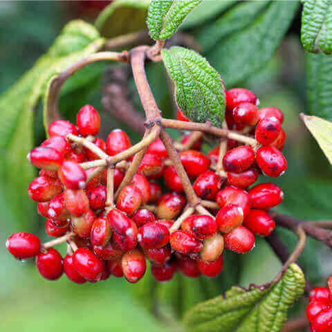 VIBURNUM RHYTIDOPHYLLUM - Viburno