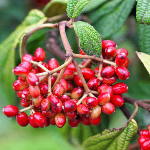 VIBURNUM RHYTIDOPHYLLUM - Leatherleaf Viburnum