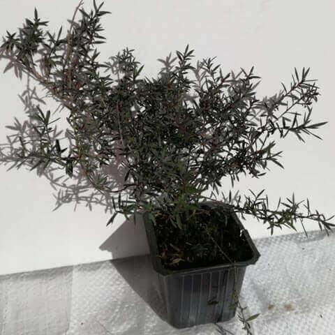 LEPTOSPERMUM SCOPARIUM Red Damask - Godet 7,5 cm