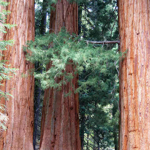 SEQUOIA SEMPERVIRENS - Secuoya