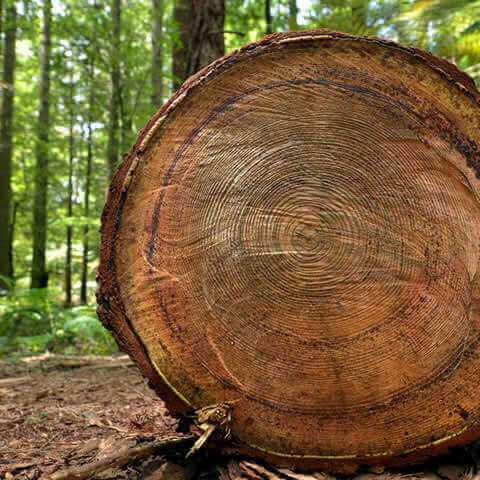 SEQUOIA SEMPERVIRENS - Secuoya