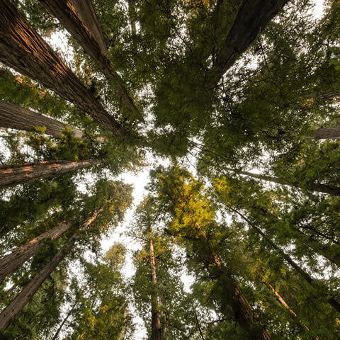 SEQUOIA SEMPERVIRENS - Secuoya