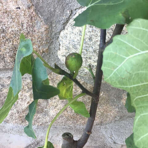 FICUS CARICA Brown Turkey 12-2017