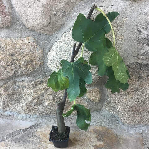 FICUS CARICA Brown Turkey - G7.5cm - 01-2018