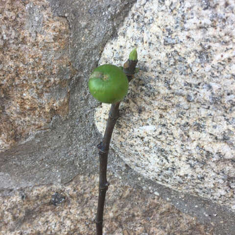 FICUS CARICA Coll de Dama Blanca G7.5cm 01-2018