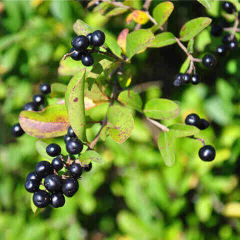 RHAMNUS FRANGULA