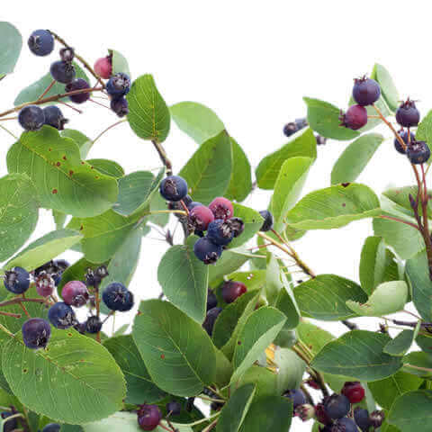 RHAMNUS FRANGULA