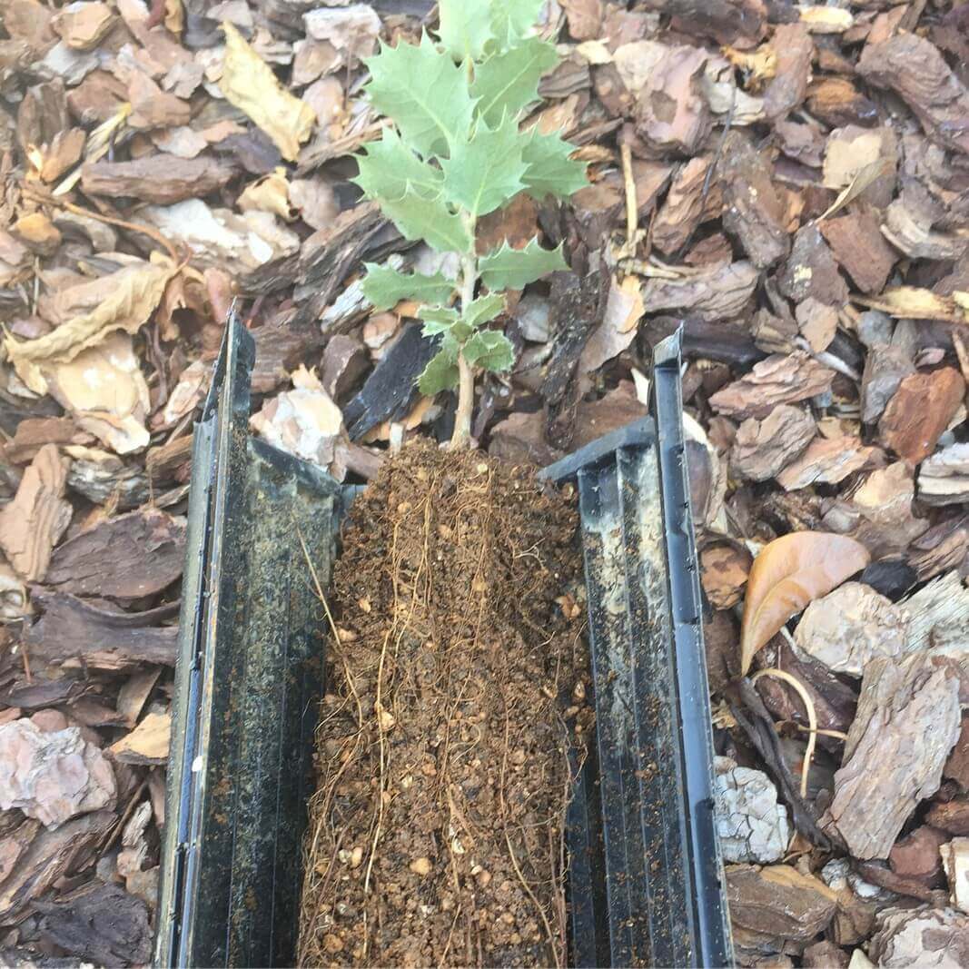 Plants of QUERCUS ILEX, Truffle tree (Tuber melanosporum ...