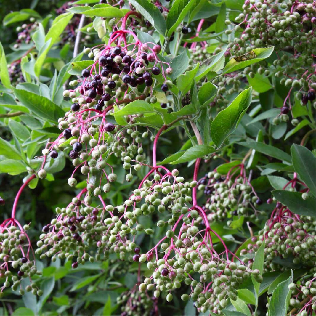 codiaeum mammy croton Croton Mammy