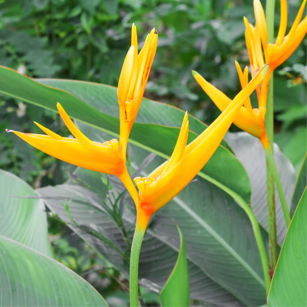 Semillas de Ave del paraíso - STRELITZIA REGINAE 