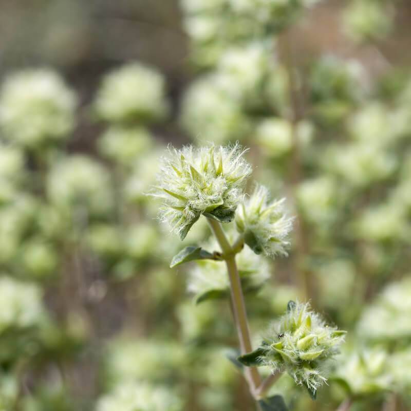 Plants of Spanish Marjoram THYMUS MASTICHINA T.O.G
