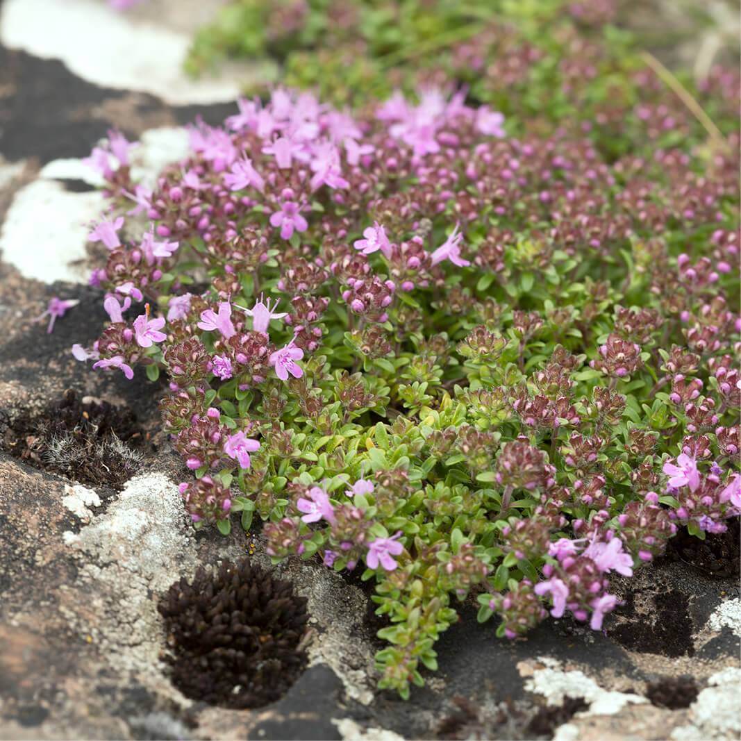 Plants Of Creeping Thyme THYMUS SERPYLLUM The Original Garden Plants Of Creeping Thyme THYMUS SERPYLLUM The Original Garden