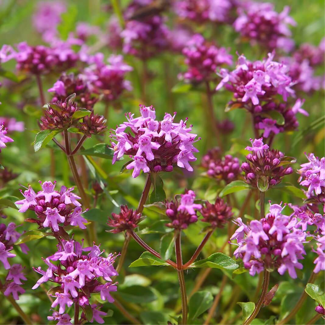 Thymus Serpyllum Vertus Thymus Serpyllum Ou Serpolet Reconna tre 