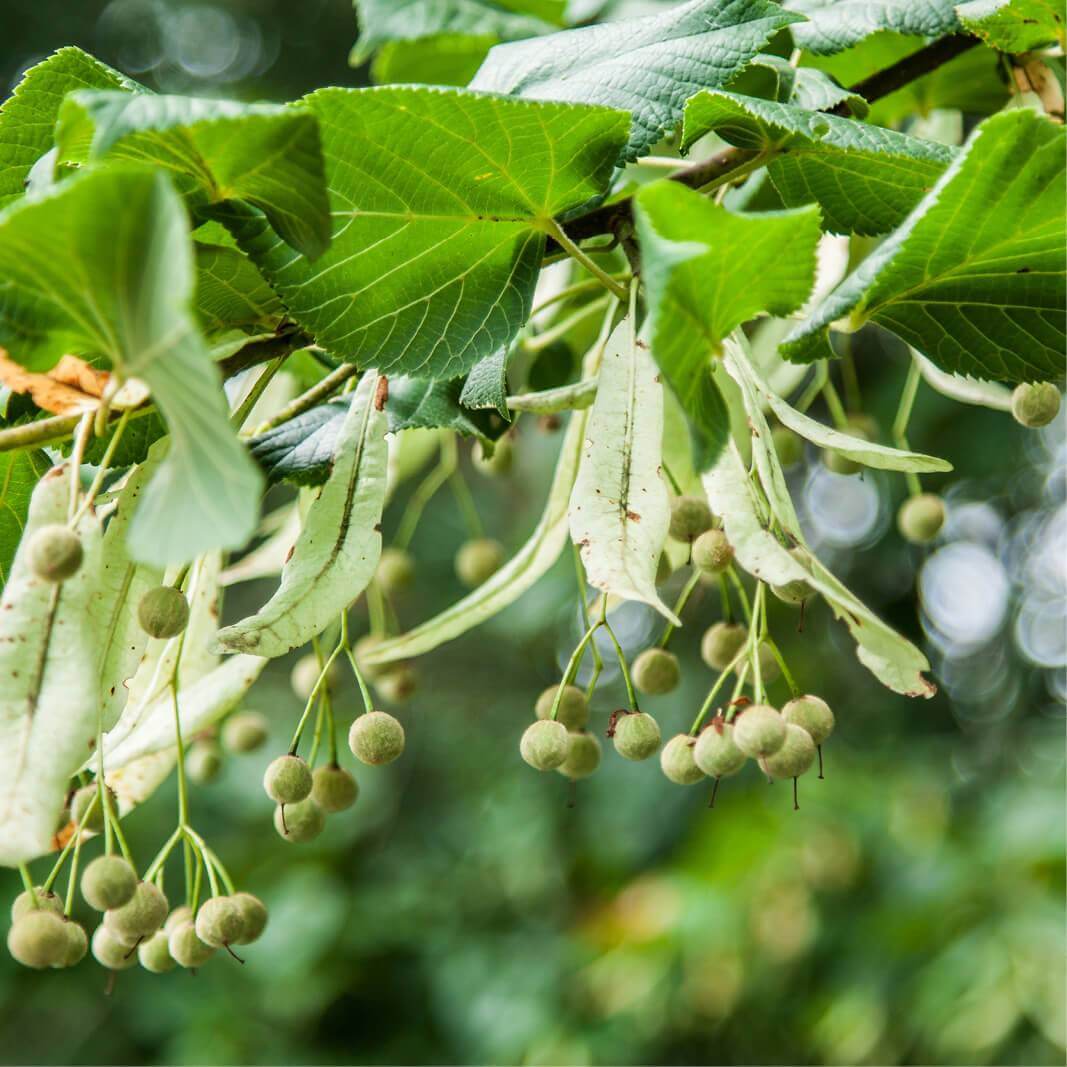 Tilleul, graines de Tilia cordata