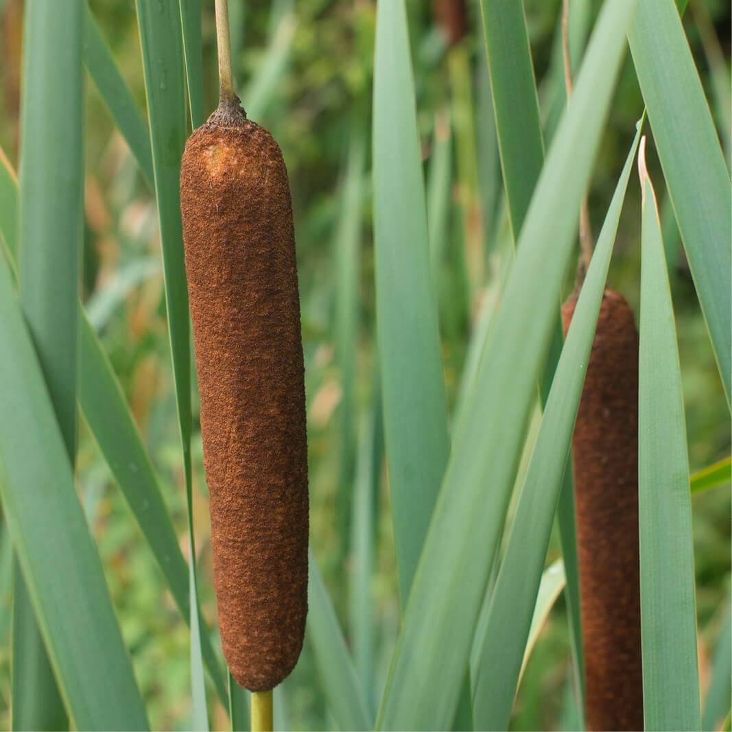 fresh harvested Typha latifolia nature water plant Cattail at least 2000 seeds