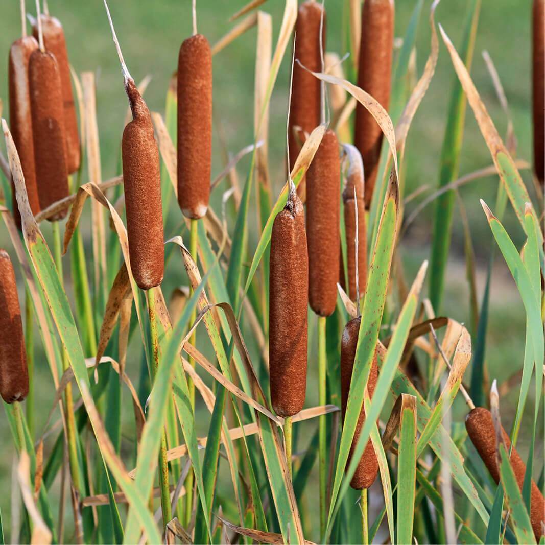 Plants of TYPHA LATIFOLIA Broadleaf Cattail The