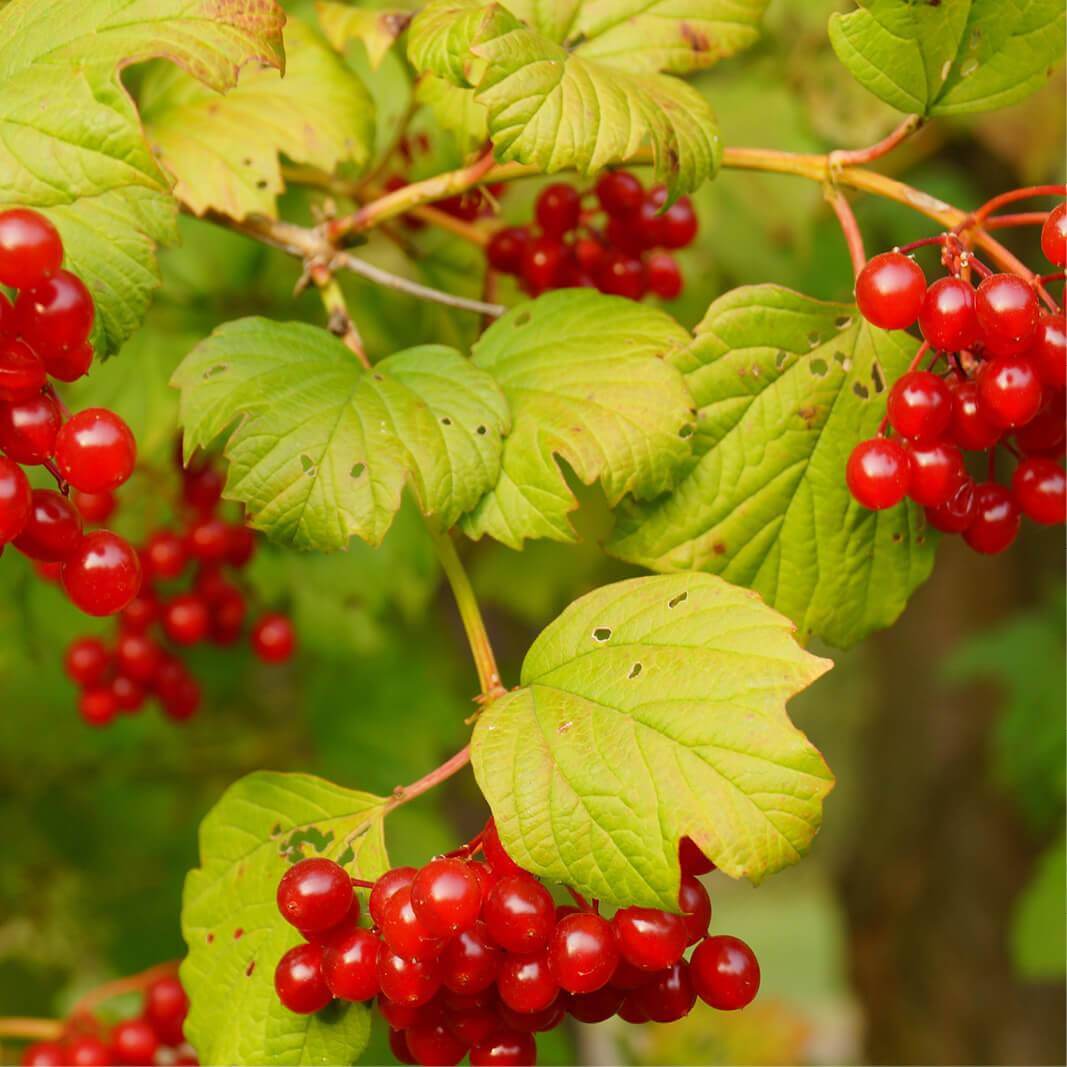 Калина гордовина viburnum lantana