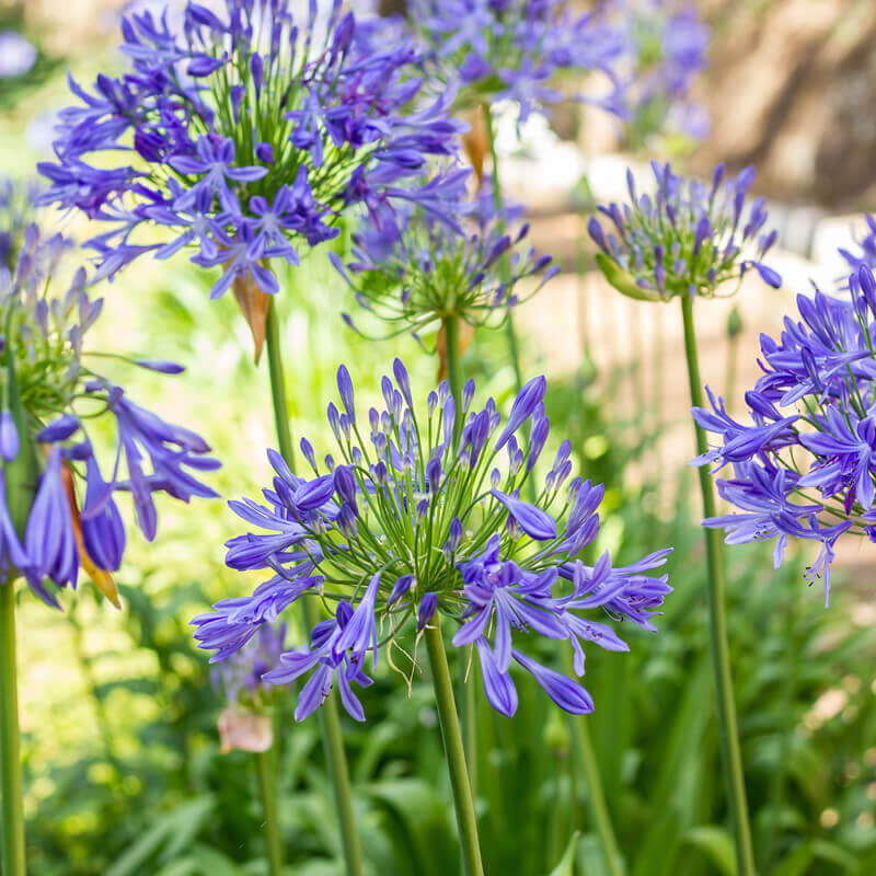 Plantas de Agapanto azul - AGAPANTHUS AFRICANUS azul - T.O.G