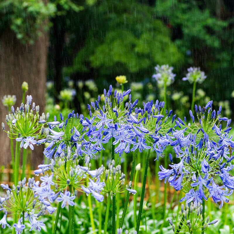 Plants of Blue African Lily - AGAPANTHUS AFRICANUS Blue - T.O.G