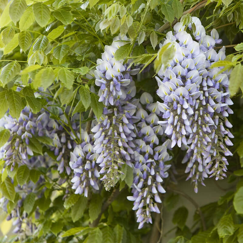 Glycine du Japon floribunda - Achat direct au producteur