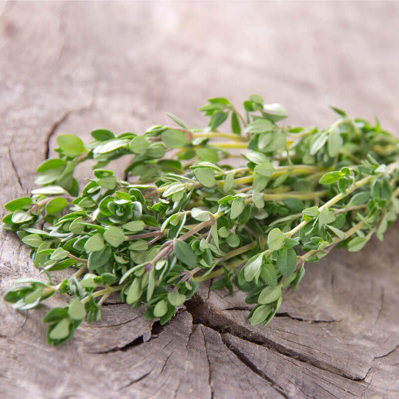 Plantas De Tomillo De Invierno Thymus Vulgaris T O G