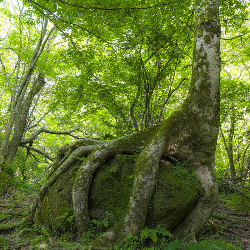 Semillas de Zelkova japonesa, Olmo de agua - ZELKOVA ...