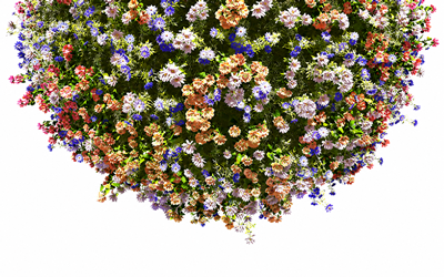 Plants