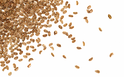 Seeds