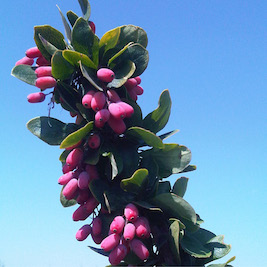 Berberis vulgaris seroi agracejo