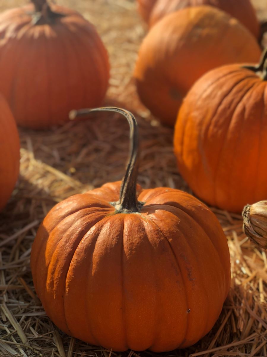 Calabazas decoradas