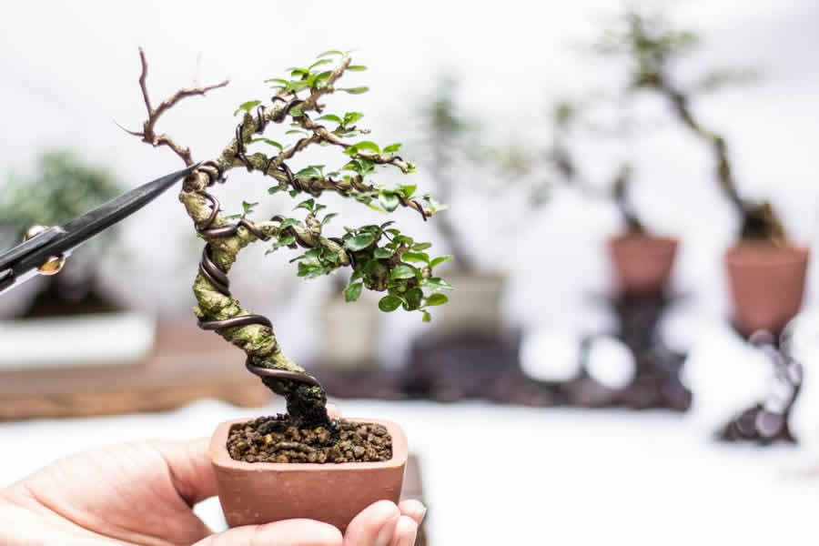 The magic world of bonsai